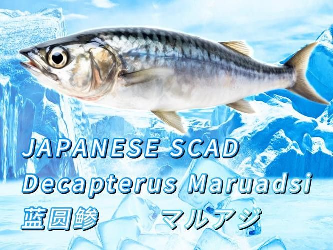巴龍魚是什么魚圖片大全視頻 巴龍魚是什么魚圖片大全視頻 龍魚百科 第14張