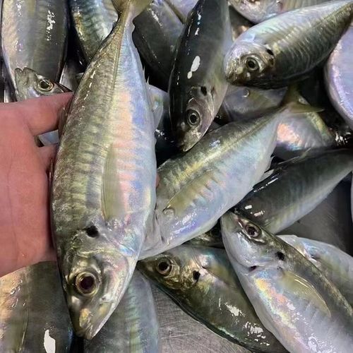 巴龍魚是什么魚圖片大全視頻 巴龍魚是什么魚圖片大全視頻 龍魚百科 第13張