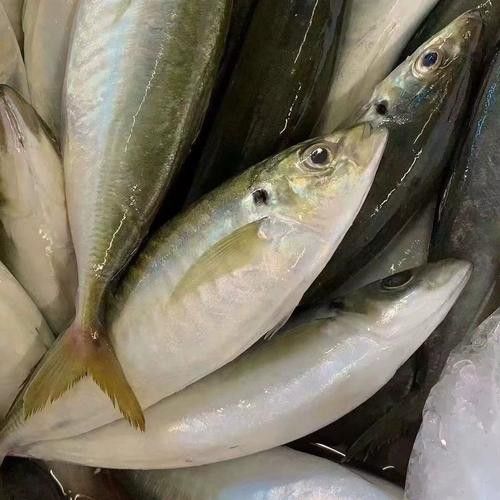 巴龍魚是什么魚圖片大全視頻 巴龍魚是什么魚圖片大全視頻 龍魚百科 第11張