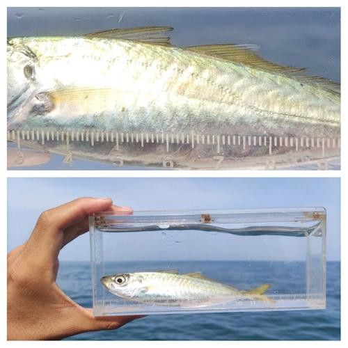 巴龍魚是什么魚圖片大全視頻 巴龍魚是什么魚圖片大全視頻 龍魚百科 第10張