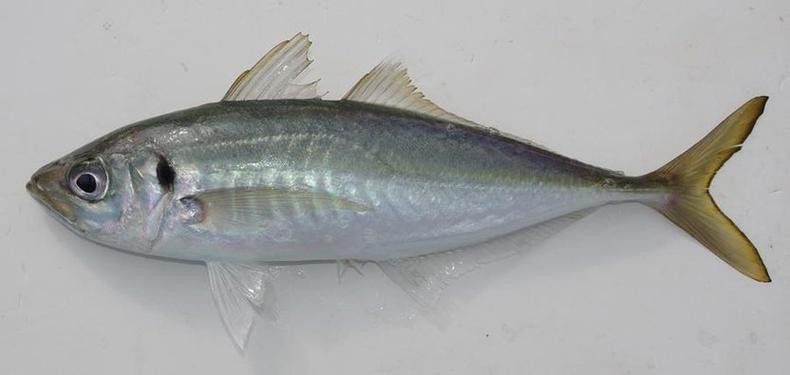 巴龍魚是什么魚圖片大全視頻 巴龍魚是什么魚圖片大全視頻 龍魚百科 第12張