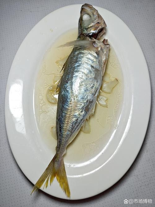 巴龍魚是什么魚圖片大全視頻 巴龍魚是什么魚圖片大全視頻 龍魚百科 第16張