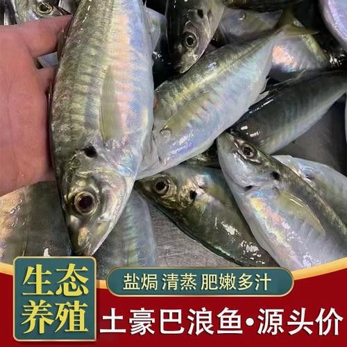 巴龍魚是什么魚圖片大全視頻 巴龍魚是什么魚圖片大全視頻 龍魚百科 第18張