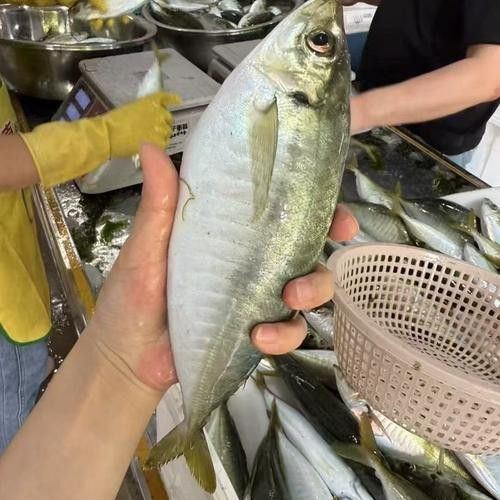 巴龍魚是什么魚圖片大全視頻 巴龍魚是什么魚圖片大全視頻 龍魚百科 第15張