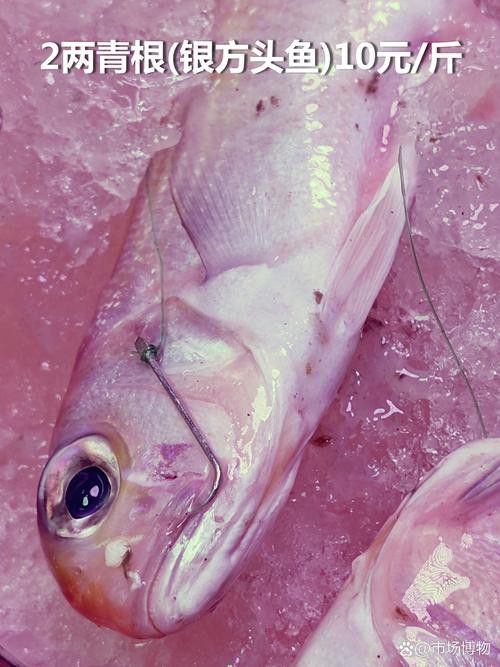 巴龍魚是什么魚圖片大全視頻 巴龍魚是什么魚圖片大全視頻 龍魚百科 第17張
