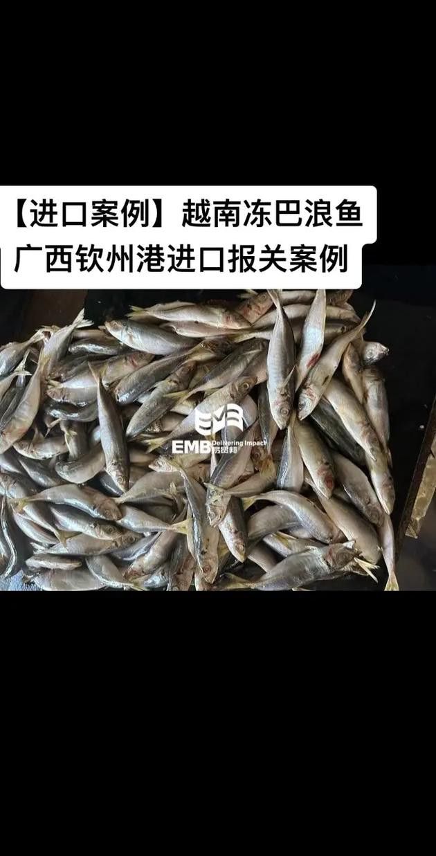 巴龍魚是什么魚圖片大全視頻 巴龍魚是什么魚圖片大全視頻 龍魚百科 第19張