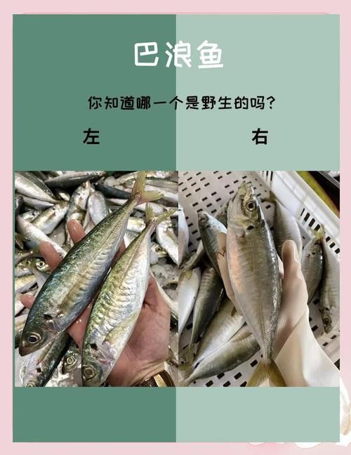 巴龍魚是什么魚圖片大全視頻 巴龍魚是什么魚圖片大全視頻 龍魚百科 第22張
