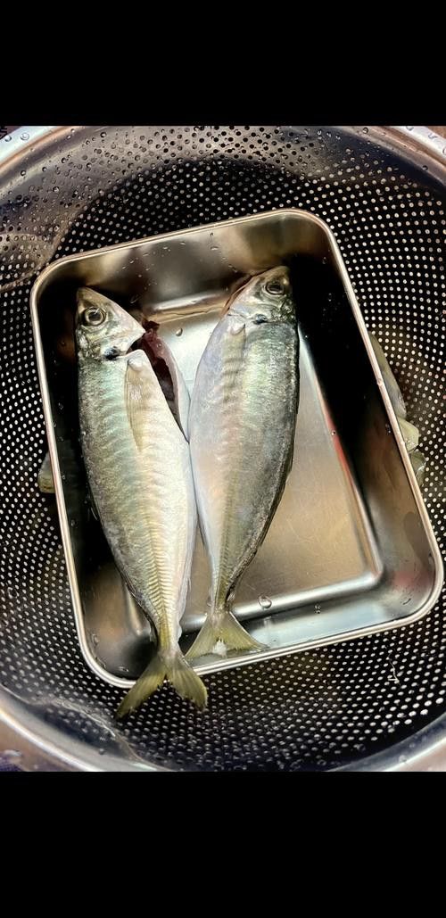 巴龍魚是什么魚圖片大全視頻 巴龍魚是什么魚圖片大全視頻 龍魚百科 第21張