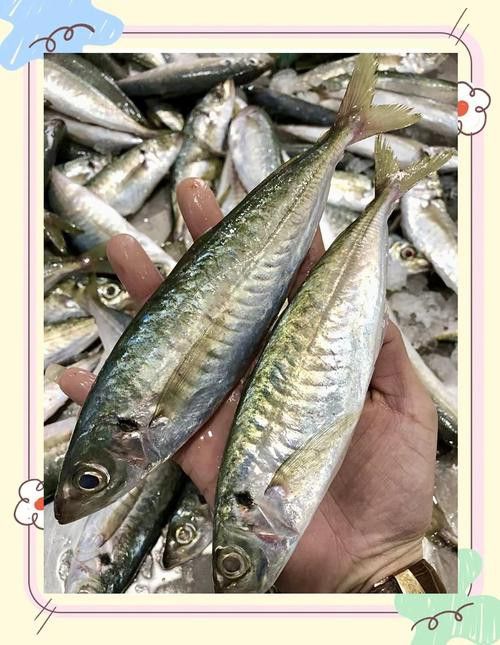 巴龍魚是什么魚圖片大全視頻 巴龍魚是什么魚圖片大全視頻 龍魚百科 第24張