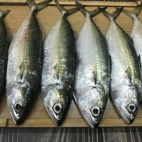 巴龍魚是什么魚圖片大全視頻 巴龍魚是什么魚圖片大全視頻 龍魚百科 第23張