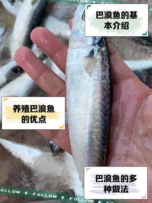 巴龍魚是什么魚圖片大全視頻 巴龍魚是什么魚圖片大全視頻 龍魚百科 第29張