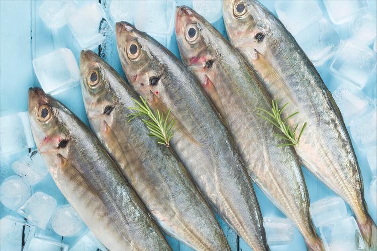 巴龍魚是什么魚圖片大全視頻 巴龍魚是什么魚圖片大全視頻 龍魚百科 第27張