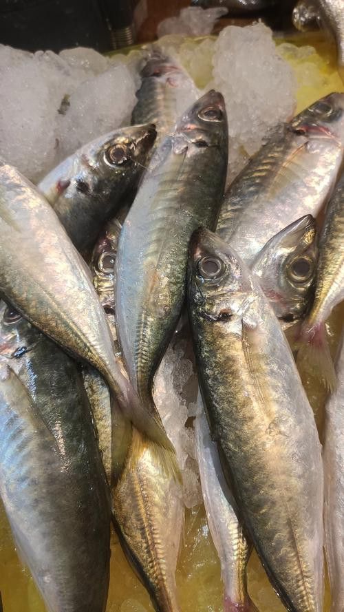 巴龍魚是什么魚圖片大全視頻 巴龍魚是什么魚圖片大全視頻 龍魚百科 第26張