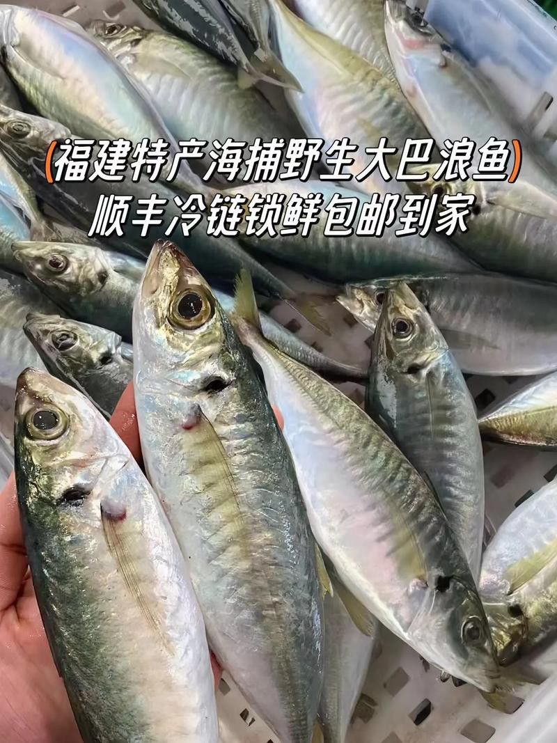 巴龍魚是什么魚圖片大全視頻 巴龍魚是什么魚圖片大全視頻 龍魚百科 第28張