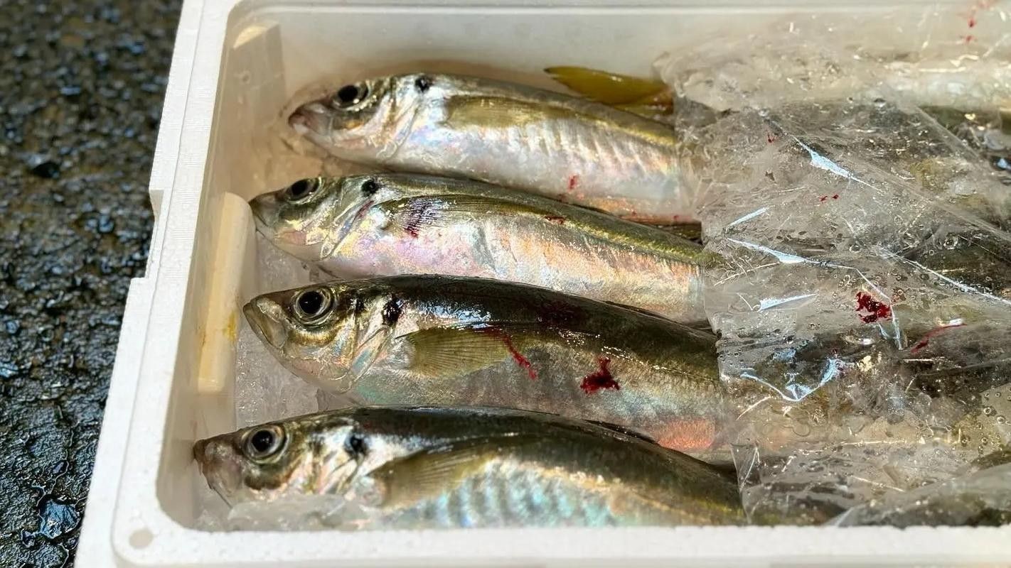 巴龍魚是什么魚圖片大全視頻 巴龍魚是什么魚圖片大全視頻 龍魚百科 第33張