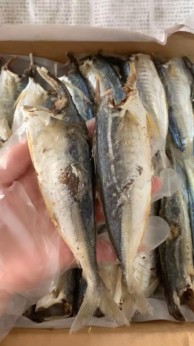 巴龍魚是什么魚圖片大全視頻 巴龍魚是什么魚圖片大全視頻 龍魚百科 第32張