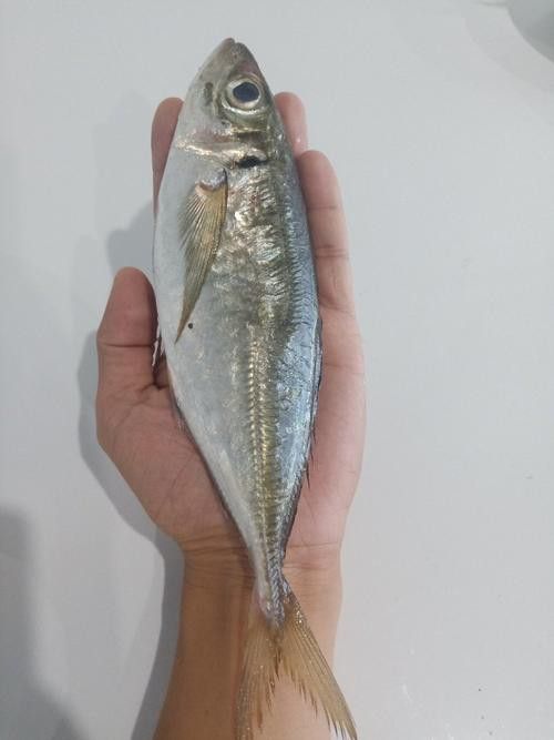 巴龍魚是什么魚圖片大全視頻 巴龍魚是什么魚圖片大全視頻 龍魚百科 第37張