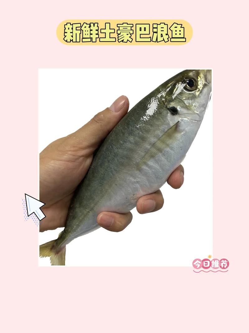 巴龍魚是什么魚圖片大全視頻 巴龍魚是什么魚圖片大全視頻 龍魚百科 第35張