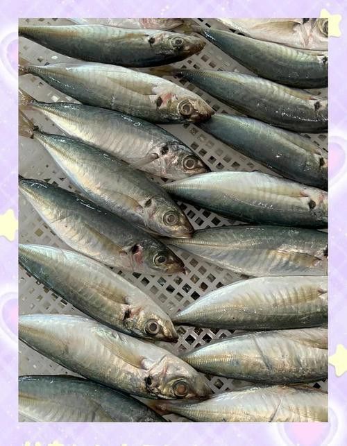 巴龍魚是什么魚圖片大全視頻 巴龍魚是什么魚圖片大全視頻 龍魚百科 第36張