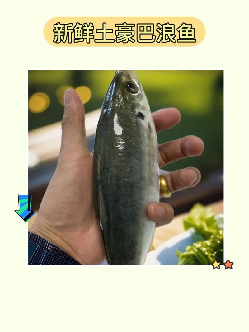 巴龍魚是什么魚圖片大全視頻 巴龍魚是什么魚圖片大全視頻 龍魚百科 第34張