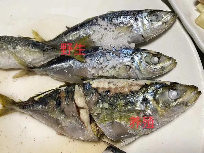 巴龍魚是什么魚圖片大全視頻 巴龍魚是什么魚圖片大全視頻 龍魚百科 第40張