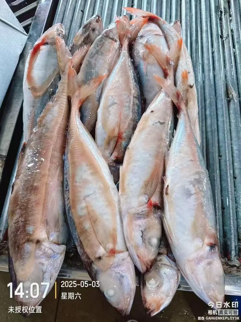 巴龍魚是什么魚圖片大全視頻 巴龍魚是什么魚圖片大全視頻 龍魚百科 第38張