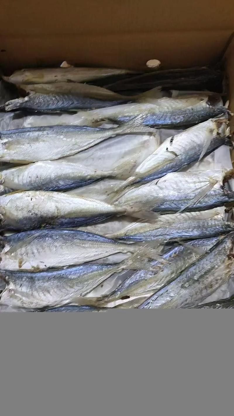 巴龍魚是什么魚圖片大全視頻 巴龍魚是什么魚圖片大全視頻 龍魚百科 第41張