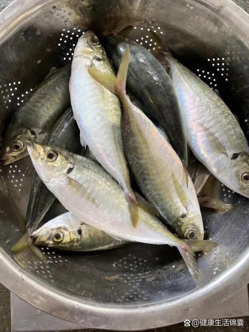 巴龍魚是什么魚圖片大全視頻 巴龍魚是什么魚圖片大全視頻 龍魚百科 第42張