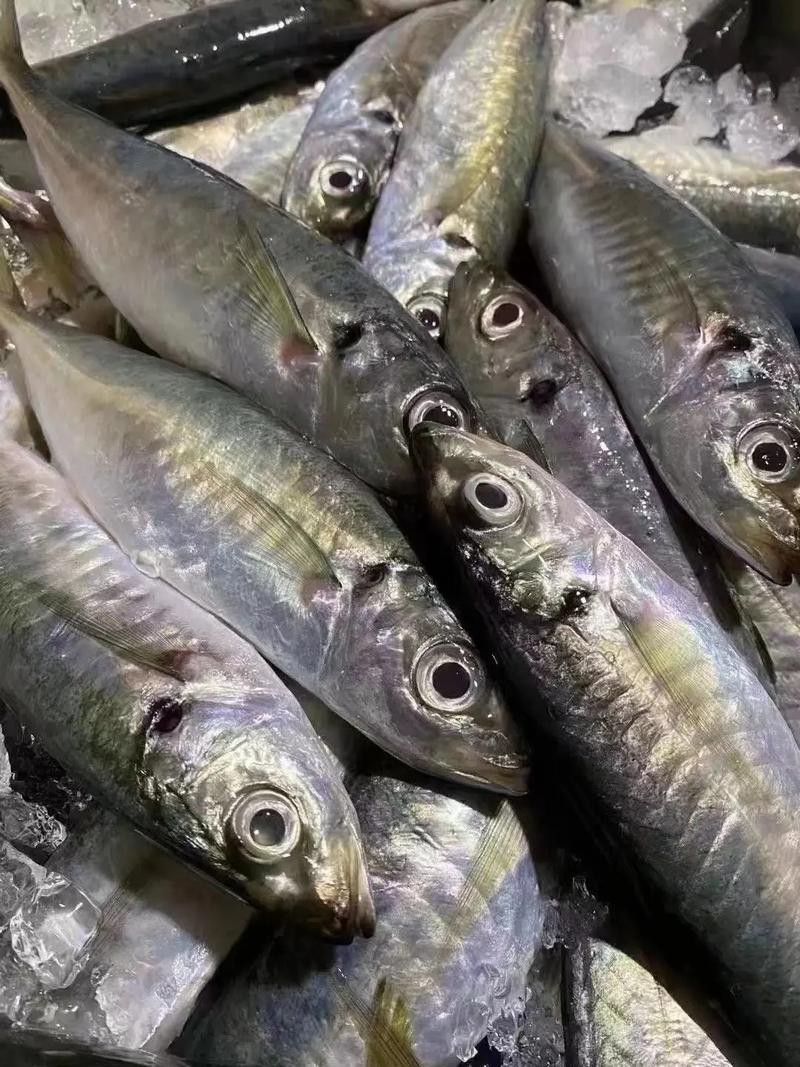 巴龍魚是什么魚圖片大全視頻 巴龍魚是什么魚圖片大全視頻 龍魚百科 第43張