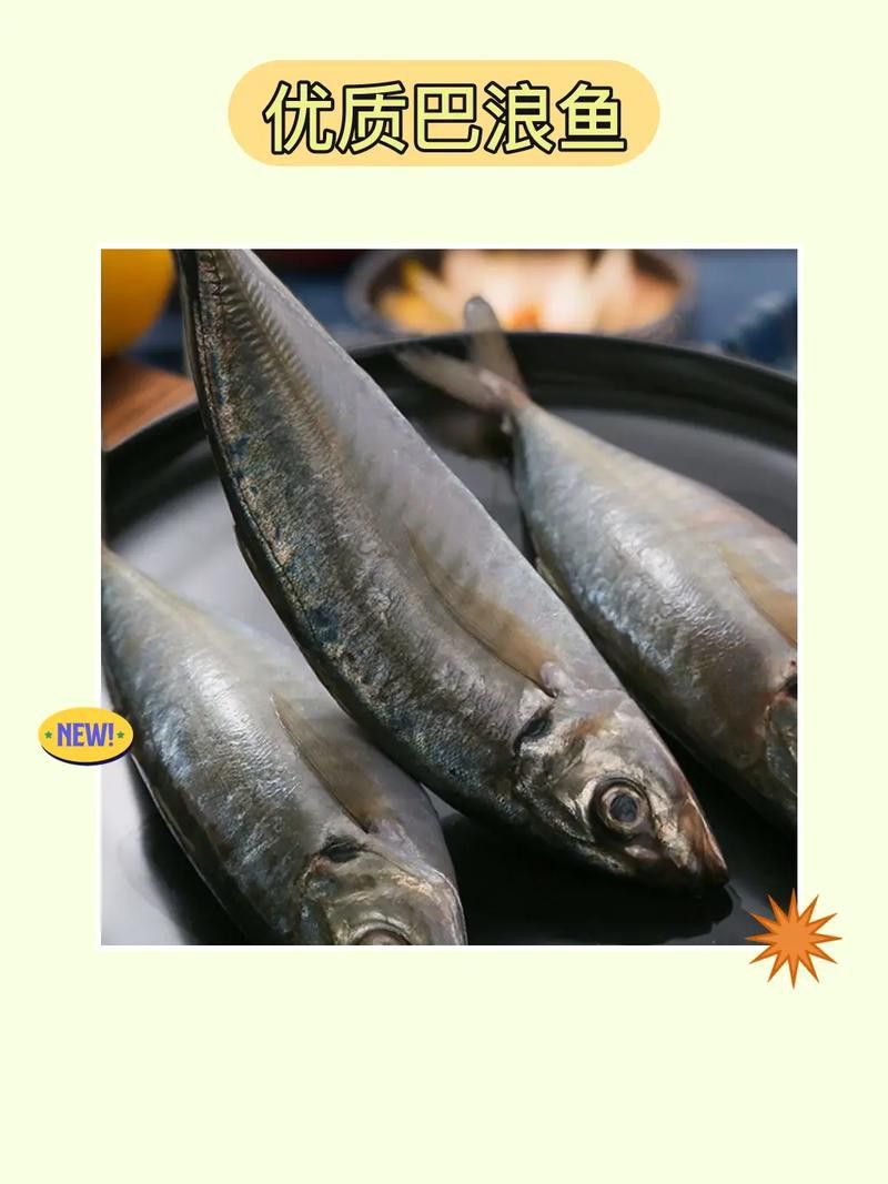 巴龍魚是什么魚圖片大全視頻 巴龍魚是什么魚圖片大全視頻 龍魚百科 第45張