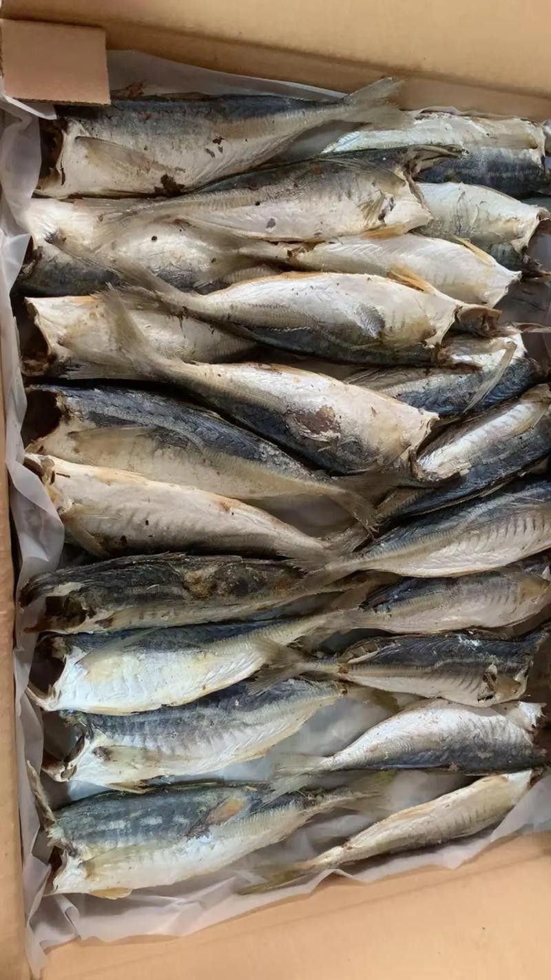 巴龍魚是什么魚圖片大全視頻 巴龍魚是什么魚圖片大全視頻 龍魚百科 第44張