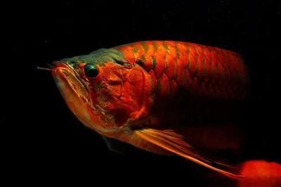 龍魚膽小怕人怎么辦讓它餓：龍魚膽小怕人怎么辦
