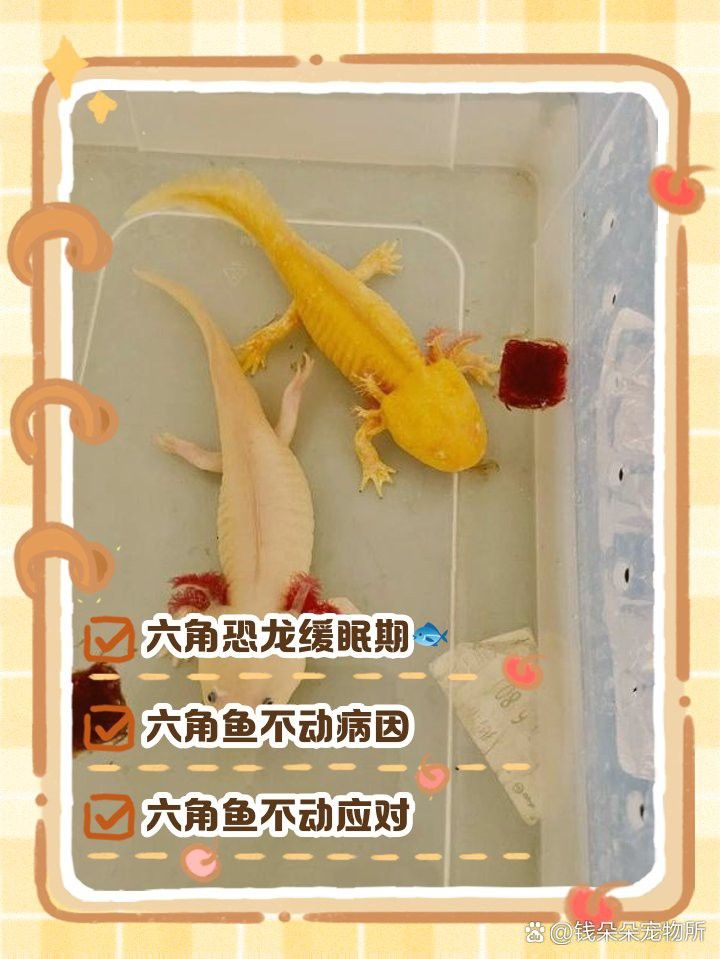 六角恐龍魚會跳缸嗎為什么不動 六角恐龍魚會跳缸嗎為什么不動 龍魚百科 第1張