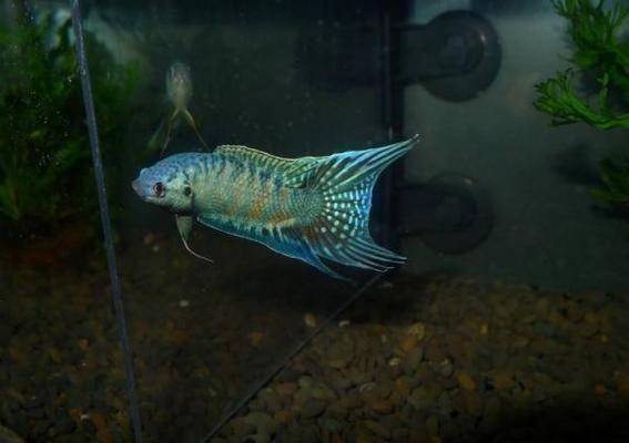 龍魚批發市場價格查詢最新表：龍魚批發市場價格查詢