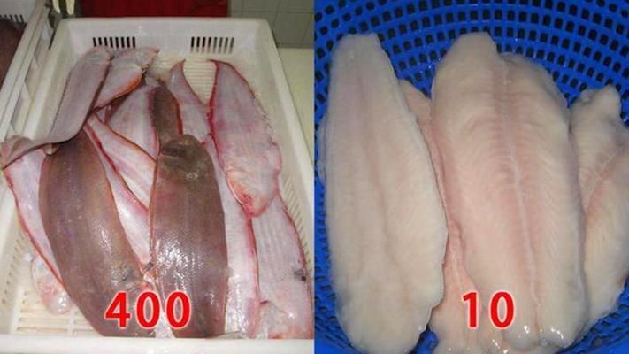 龍魚批發市場價格查詢最新表：龍魚批發市場價格查詢