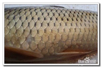 龍魚鱗掉了多久能長出來：龍魚掉鱗后如何快速恢復