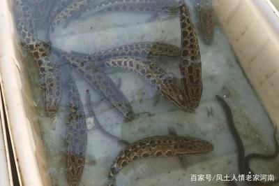 龍魚鱗掉了多久能長出來：龍魚掉鱗后如何快速恢復