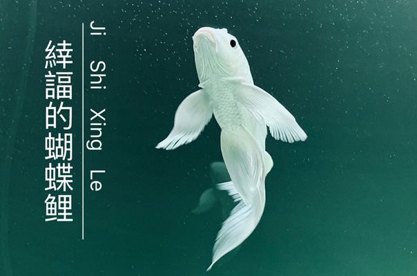 蝴蝶鯉魚苗飼料選擇指南：蝴蝶鯉飼料選擇指南