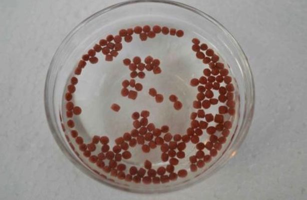 蝴蝶鯉魚苗飼料選擇指南：蝴蝶鯉飼料選擇指南