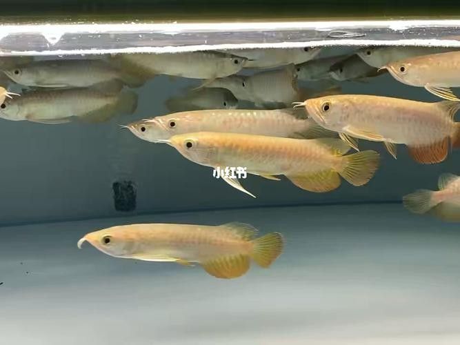 龍魚幼苗圖片