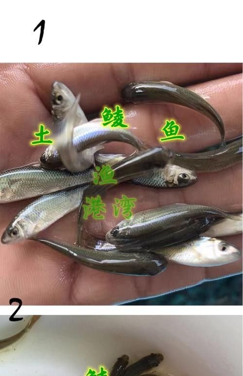 龍魚幼苗圖片