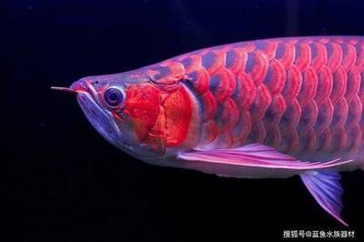 龍魚缸怎么開缸：龍魚缸開缸后如何維護水質