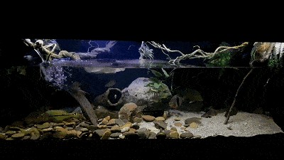 龍魚缸怎么開缸：龍魚缸開缸后如何維護水質