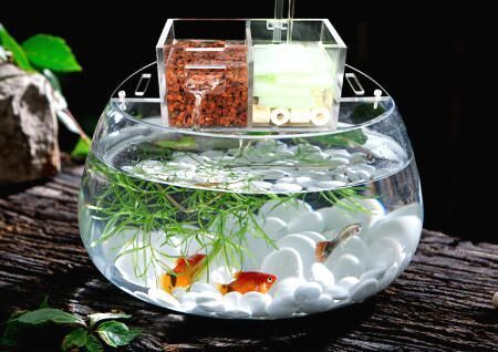 一進門看見魚缸好嗎？
