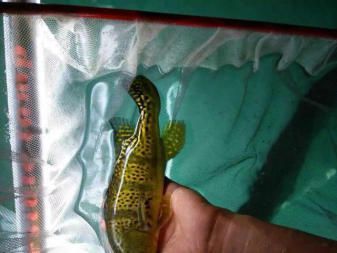 龍魚拉白便：龍魚拉白便可能是由于以下幾個原因 龍魚拉白便：龍魚拉白便可能是由于以下幾個原因 龍魚百科 第2張