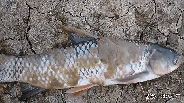 如何結(jié)合視頻教程動態(tài)觀察特征？