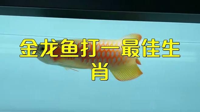 廣州龍魚之家的魚怎么樣：探秘廣州龍魚之家水族館，一場視覺與知識的盛宴