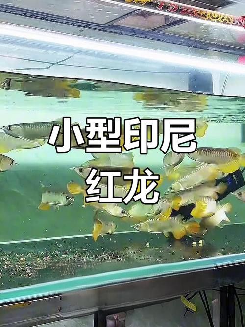 紅龍魚生長期是幾年啊圖片