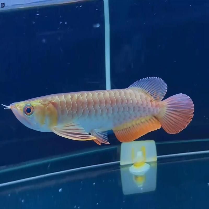 紅龍魚生長期是幾年啊圖片