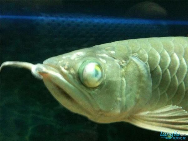 龍魚蒙眼治療期間需要加鹽嗎？